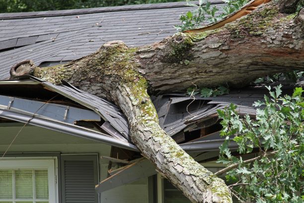 large tree crushing the roof of a home